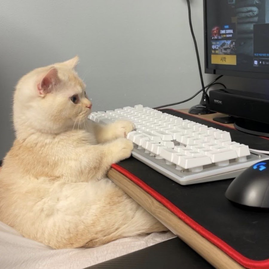 Котик за компьютером